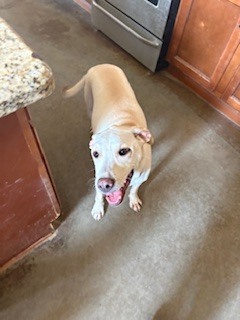 Photo of Miel (Honey), Marlee