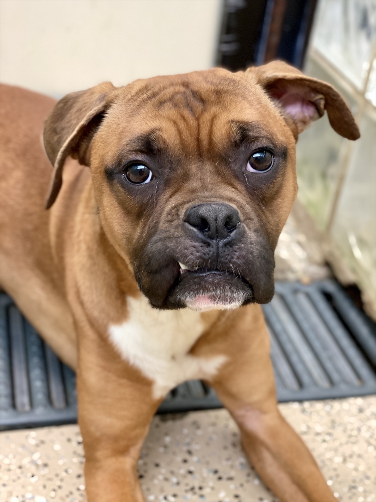 Photo of Ocean Spray, adoptable Boxer in Austin, Texas