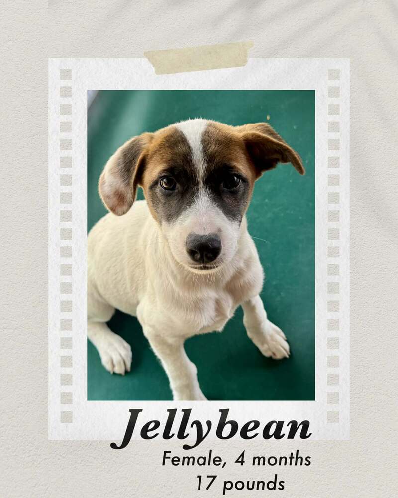 Photo of Jellybean