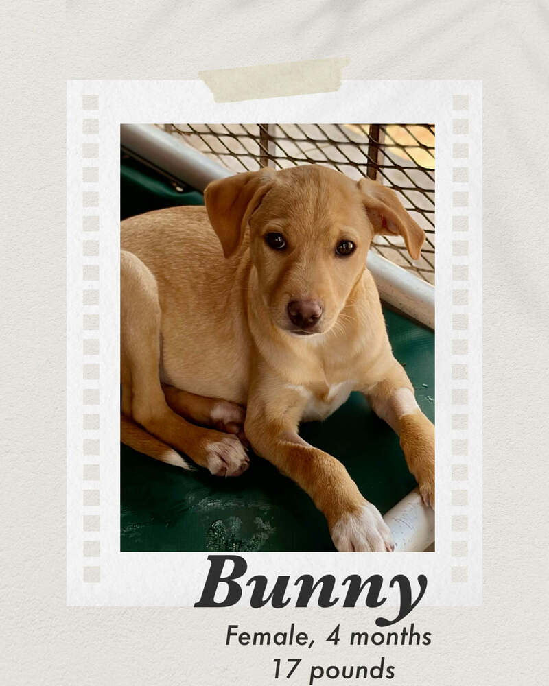 Photo of Bunny