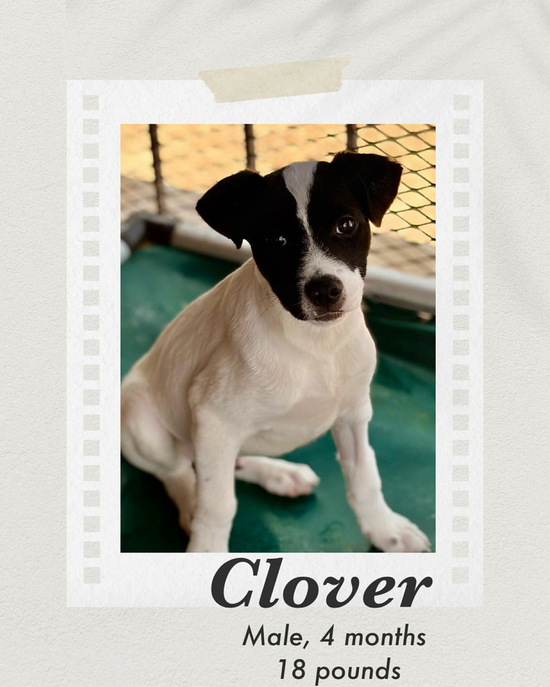 Photo of Clover