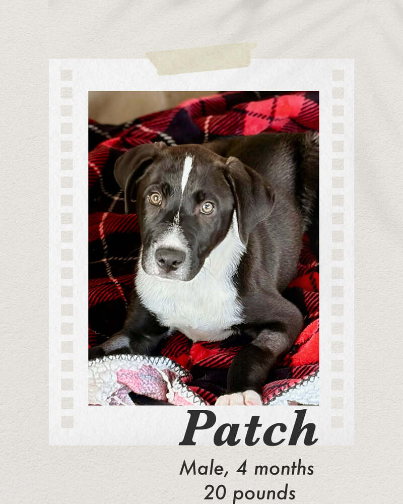 Photo of Patch