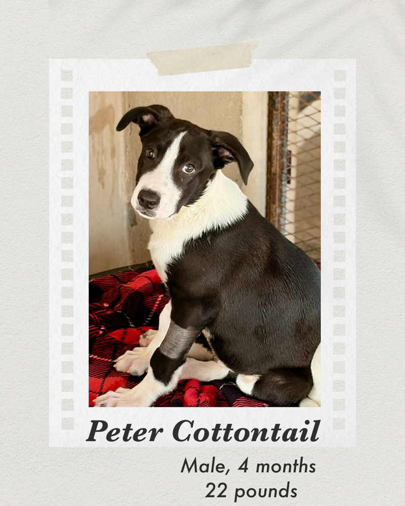 Photo of Peter Cottontail