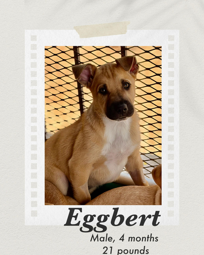 Photo of Eggbert