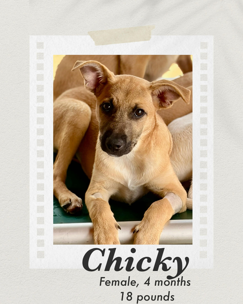 Photo of Chicky