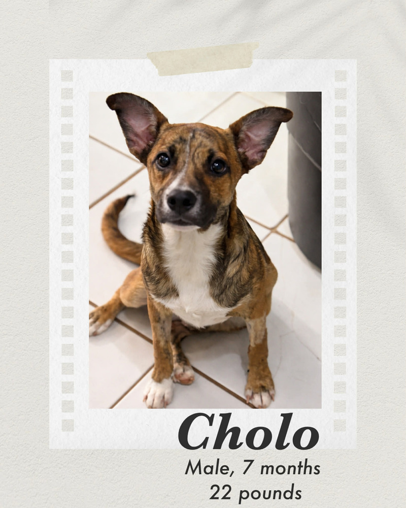 Photo of Cholo