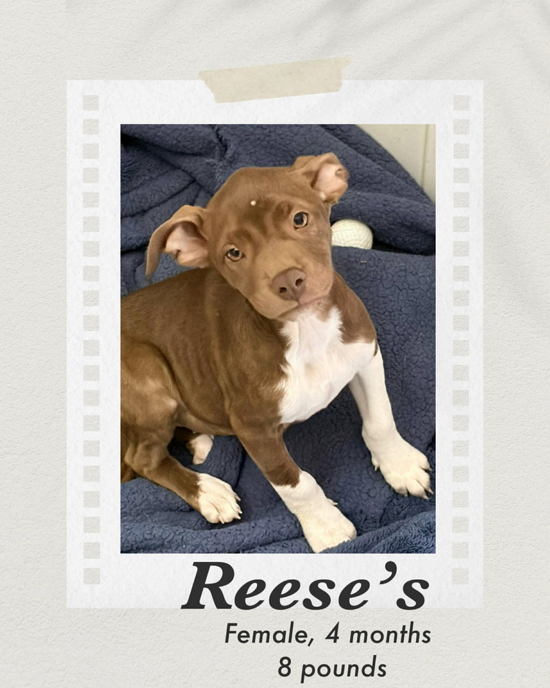 Photo of Reeses