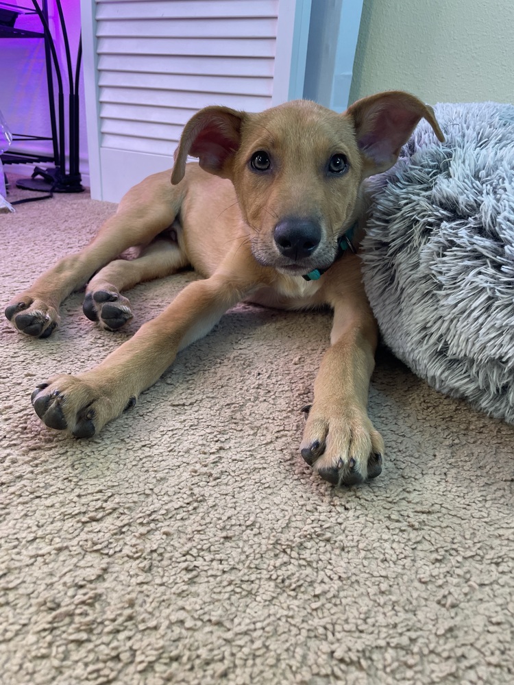 Peanut photo 7