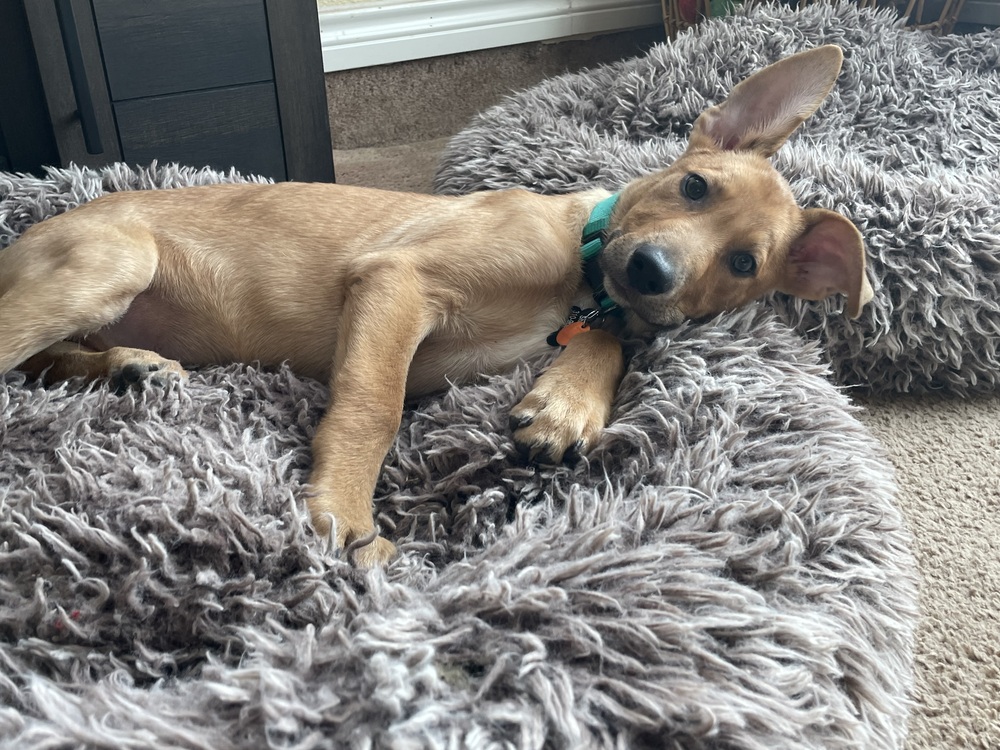 Peanut photo 8