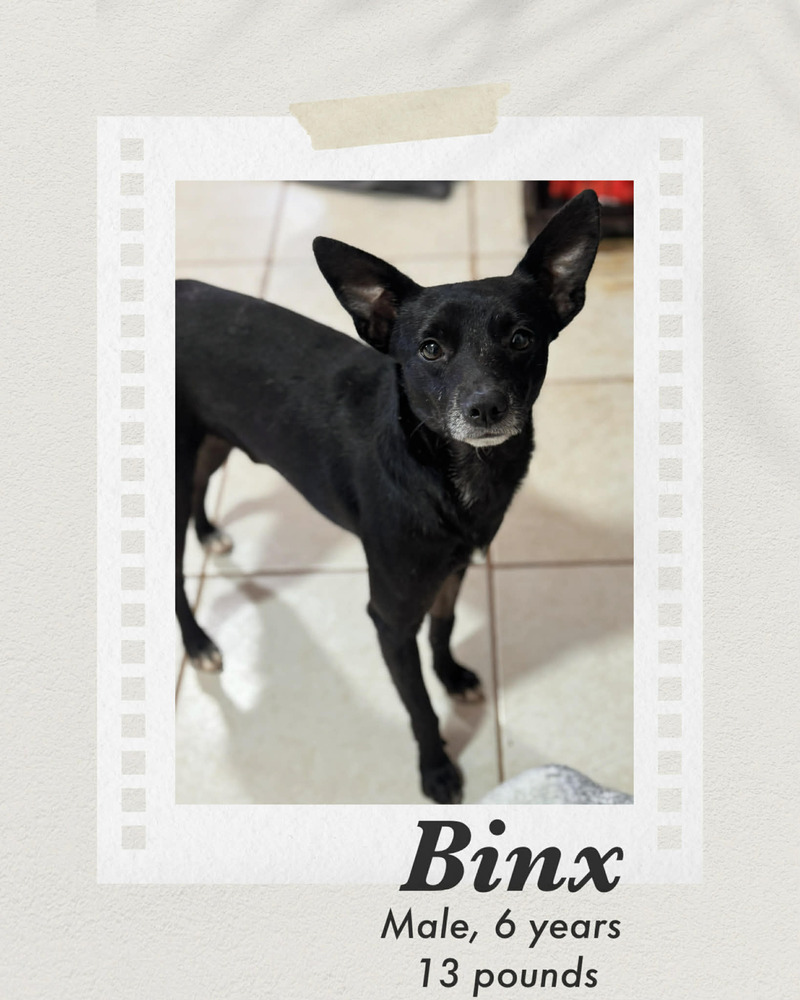 Photo of Binx