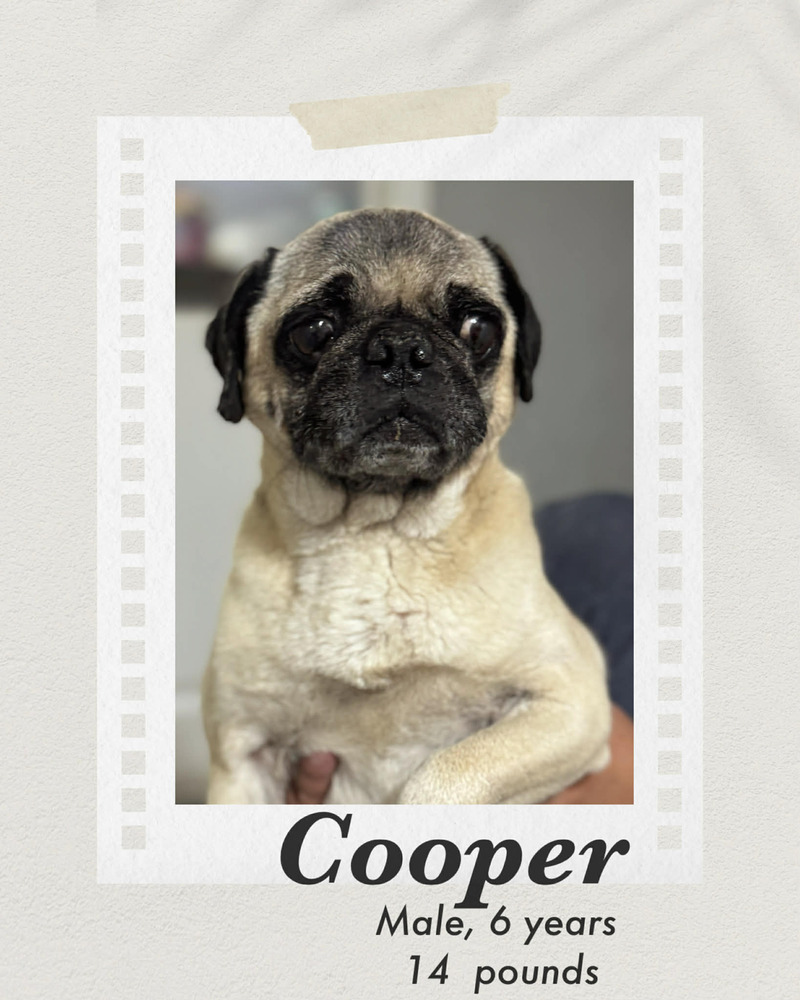 Photo of Cooper