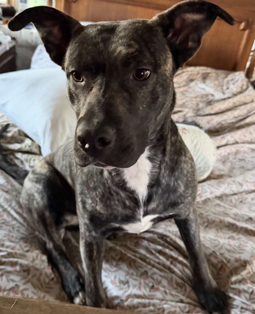 Photo of Delta, adoptable American Staffordshire Terrier in Dana Point, California
