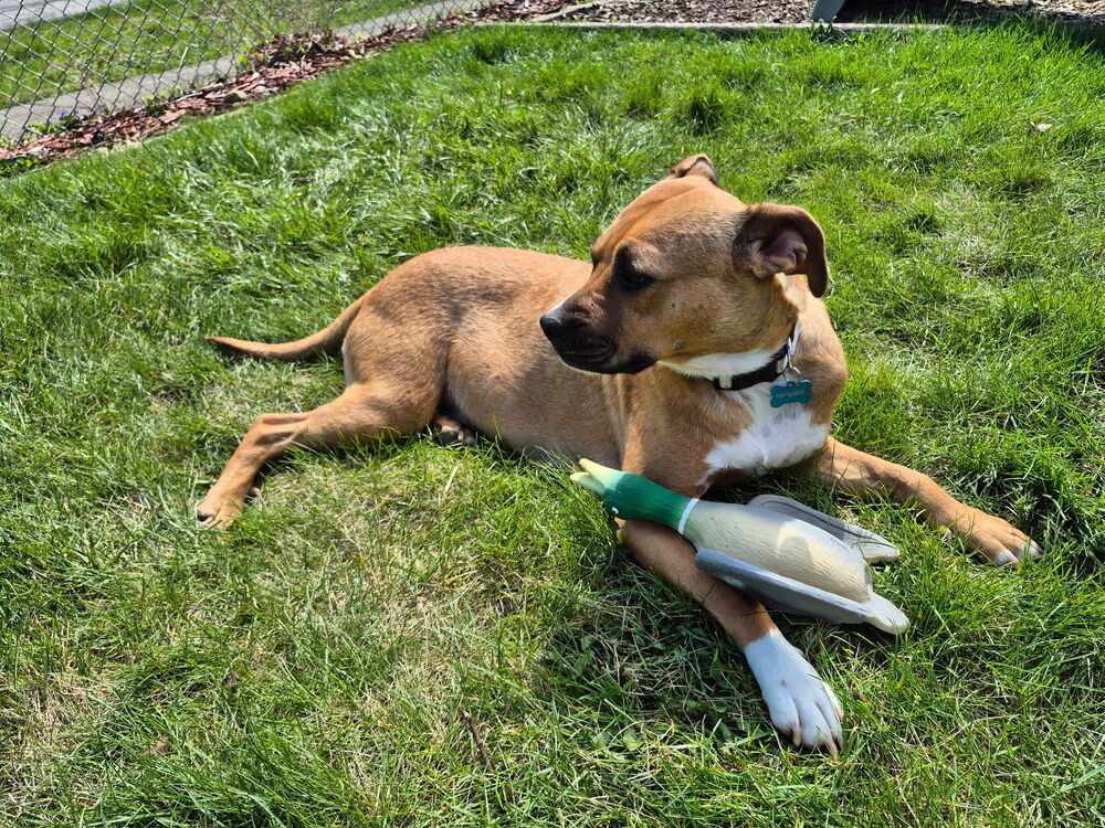 begin dog