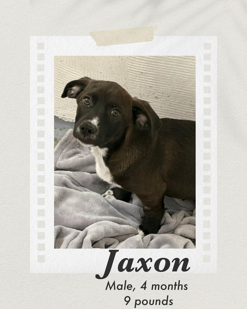 Jaxon