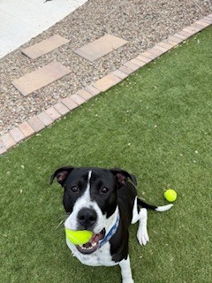 Photo of Sharpie