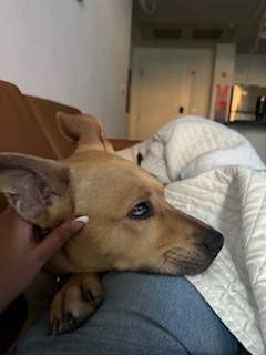 Lettuce/Scooby