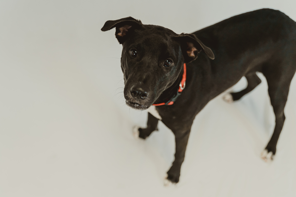 Scout photo 8