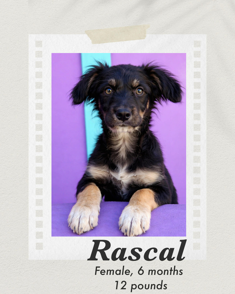 Rascal