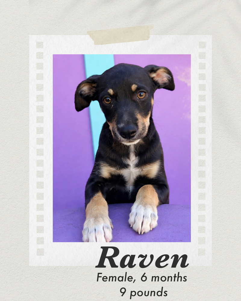 Raven