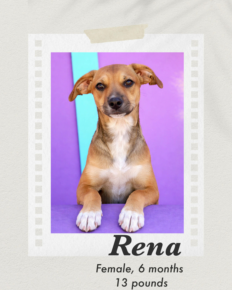 Rena