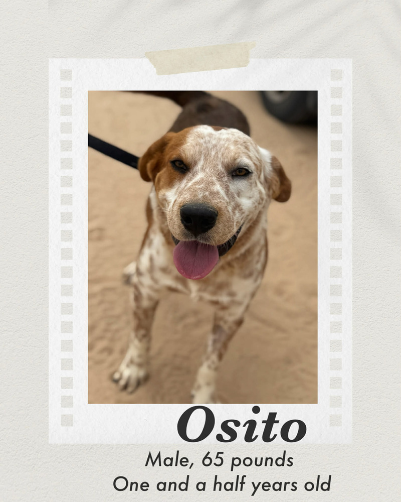 Photo of Osito