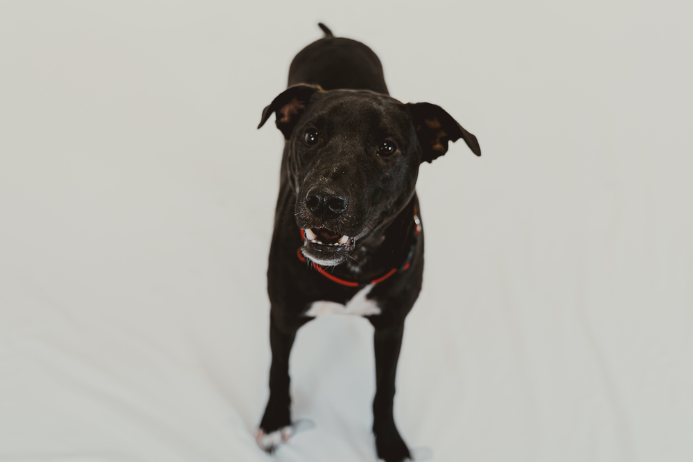 Scout photo 2
