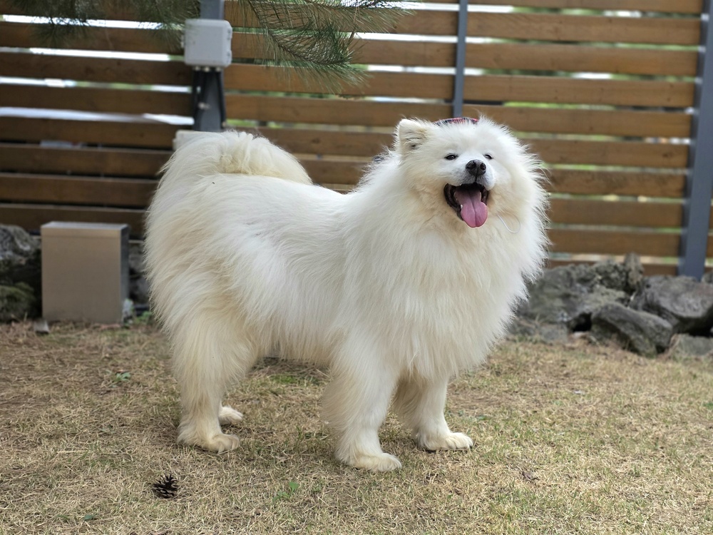 https://s3.us-east-1.amazonaws.com/petstablished-app-beta/uploads/image/image/5854368/KakaoTalk_20260414_061253347_19.jpg