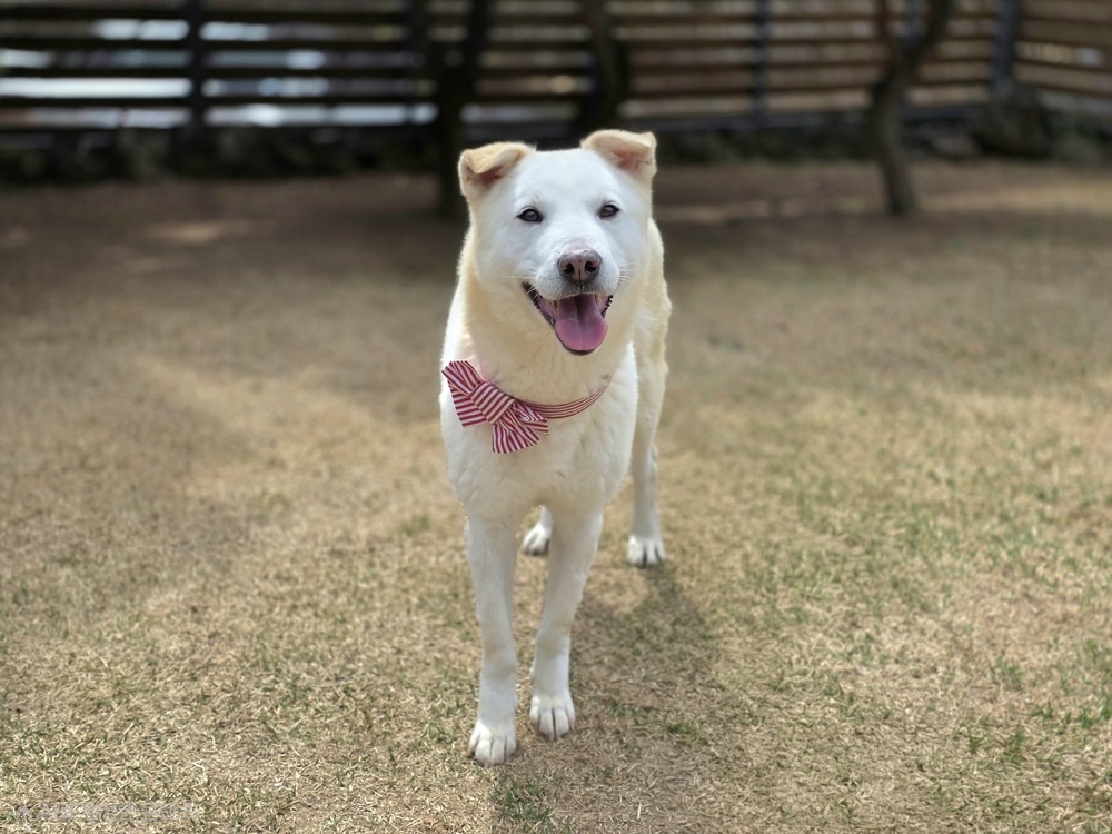 https://s3.us-east-1.amazonaws.com/petstablished-app-beta/uploads/image/image/5854397/KakaoTalk_20260414_062221263_25.jpg