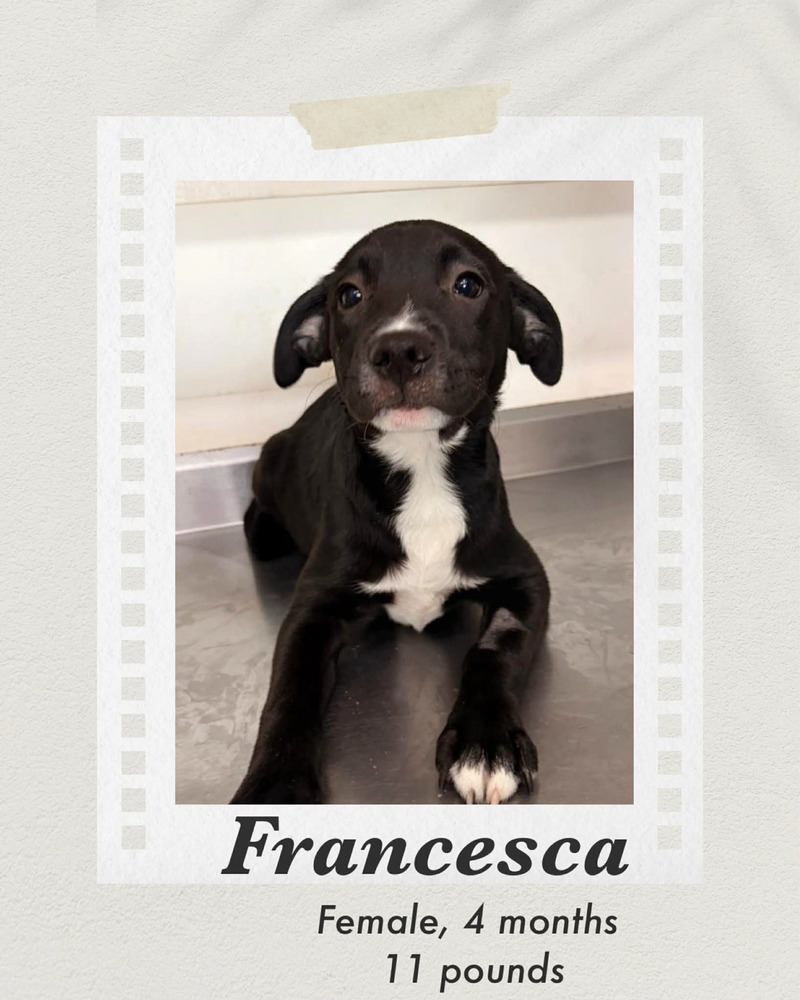 Photo of Francesca