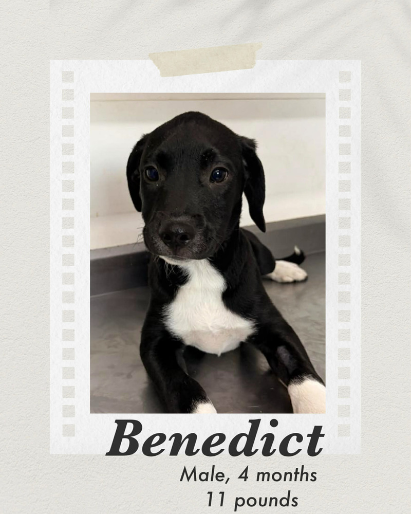 Photo of Benedict