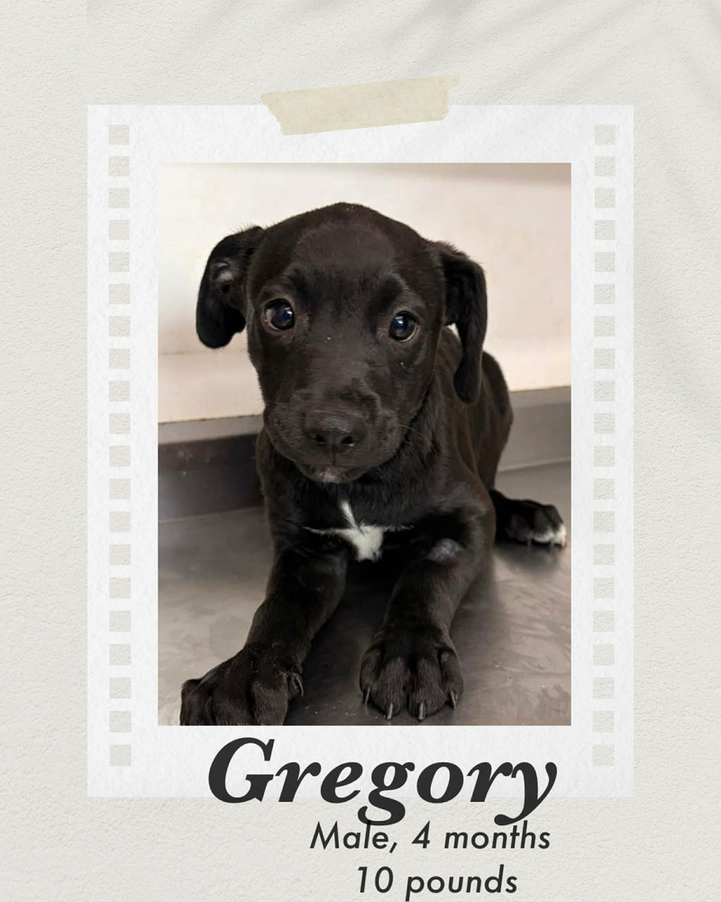 Photo of Gregory