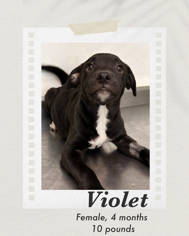 Photo of Violet