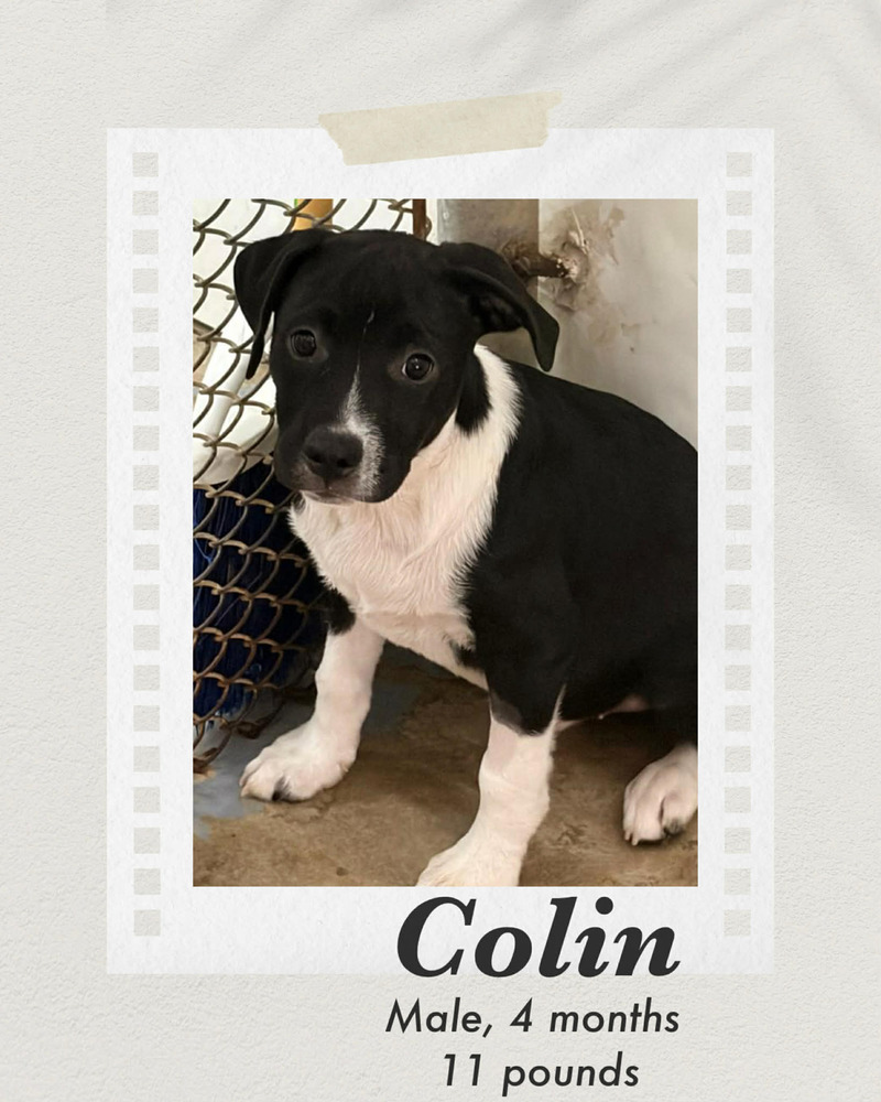 Photo of Colin