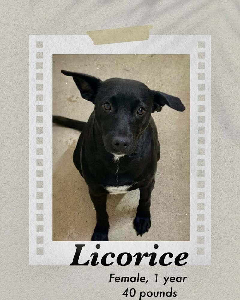 Photo of Licorice