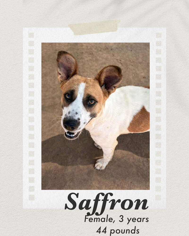 Photo of Saffron