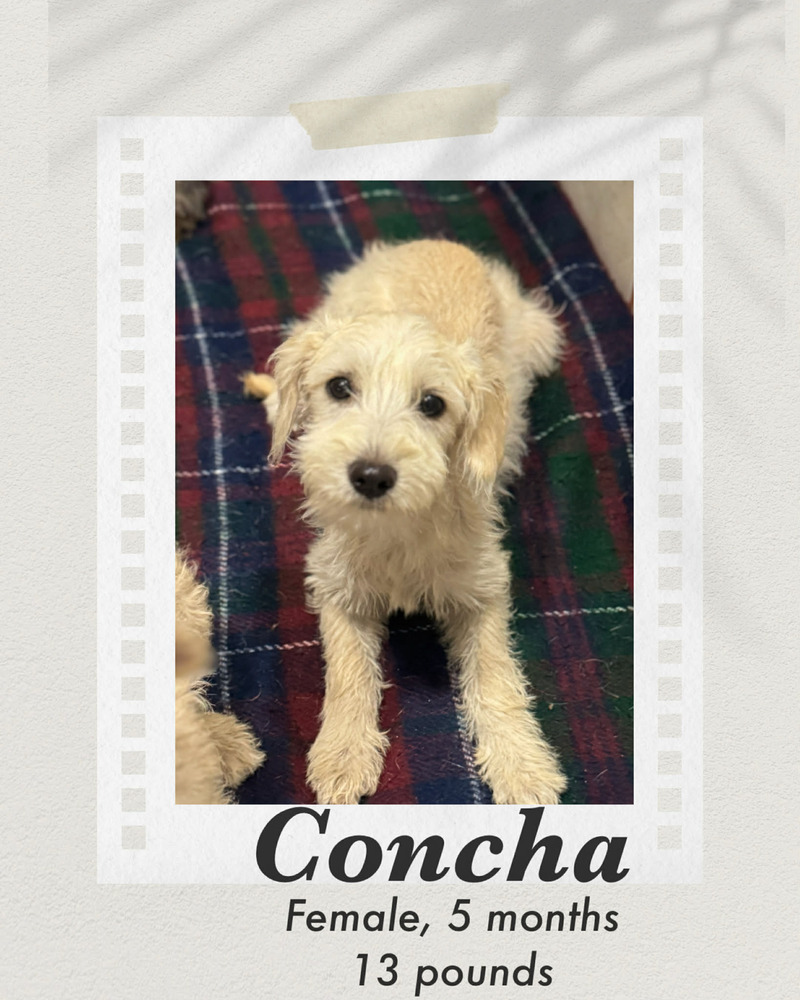 Photo of Concha
