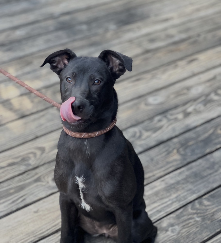 Photo of Elle, adoptable Shepherd in Dana Point, California