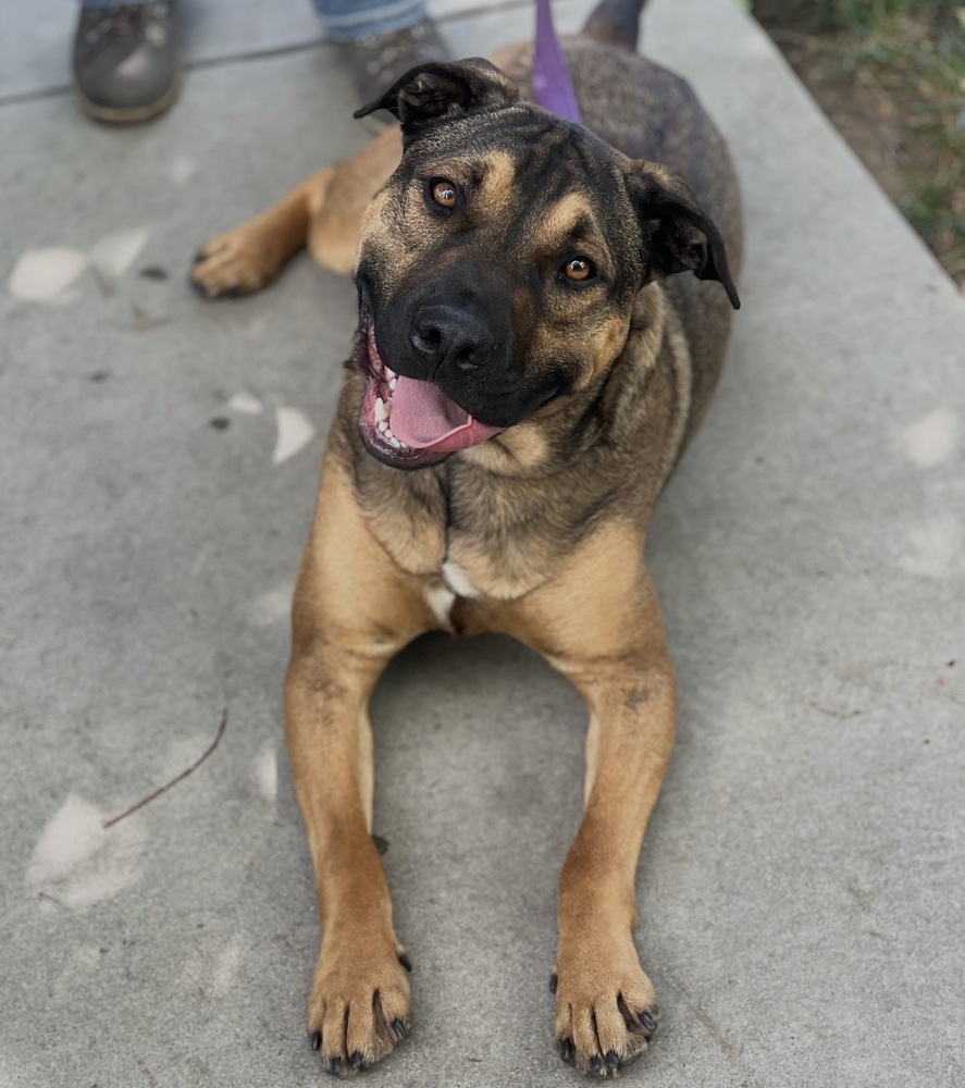 Photo of Duke, adoptable Shepherd in Dana Point, California
