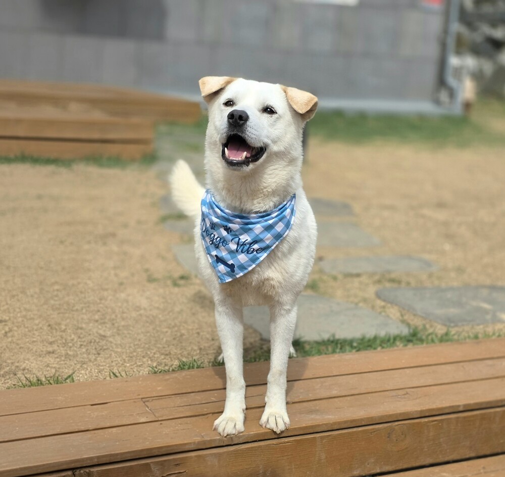 https://s3.us-east-1.amazonaws.com/petstablished-app-beta/uploads/image/image/5866816/KakaoTalk_20260421_075831082_13.jpg