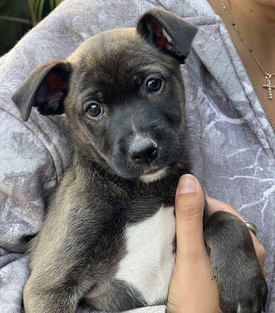 Photo of Sable, adoptable Terrier (Unknown Type, Medium) in Dana Point, California