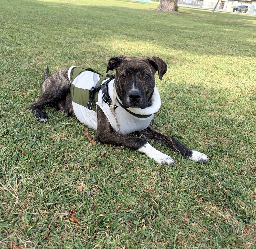 Photo of Lennox, adoptable Boxer in Dana Point, California
