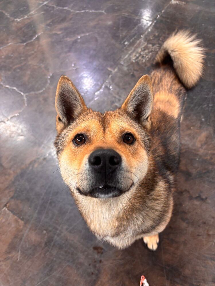 Cookie