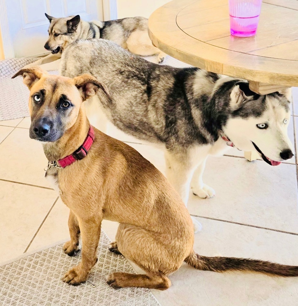 Photo of Sedona, adoptable Shepherd in Dana Point, California