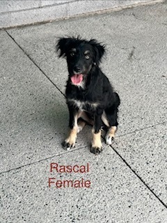 Photo of Rascal