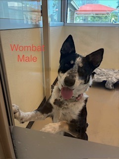 Wombat