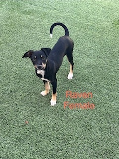 Photo of Raven