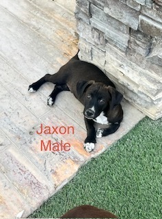Photo of Jaxon
