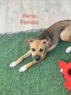 Photo of Rena