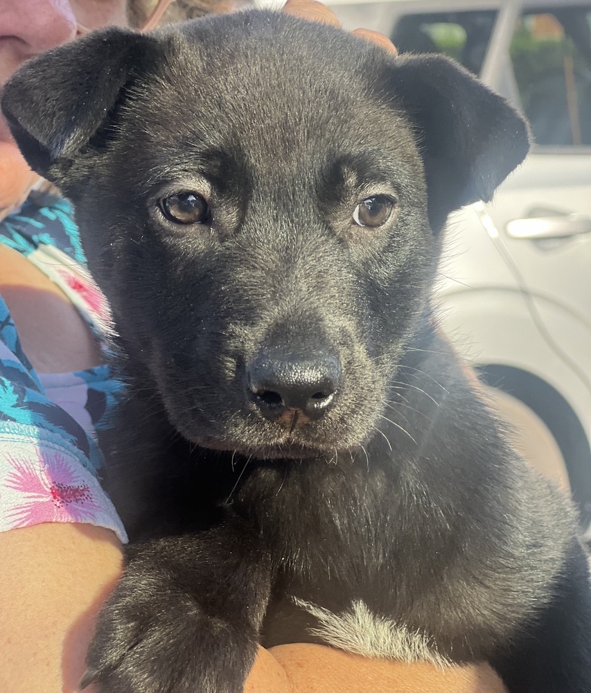 Photo of Marlow, adoptable Labrador Retriever in Dana Point, California