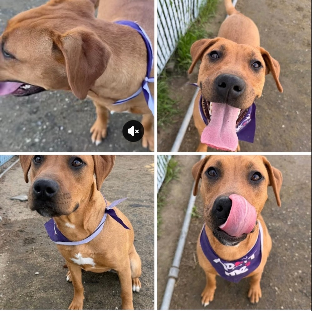 Photo of Peach, adoptable Labrador Retriever in Dana Point, California